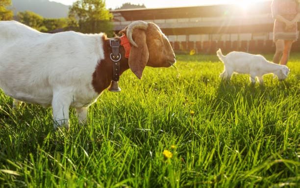 african boer goat 1