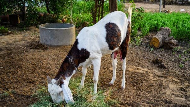 bakri palan kaise kare jamunapari goat 1